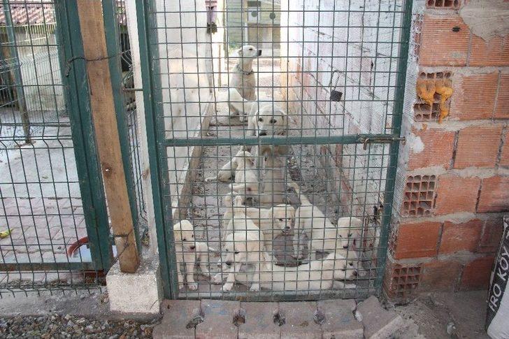 (özel) İnsanlardan Sıkıldı Hobi Çiftliği Kurdu G5