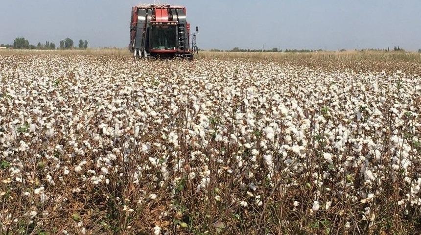 Adana’nın Yerli Ve Milli Pamuğunun Hasadı Başladı