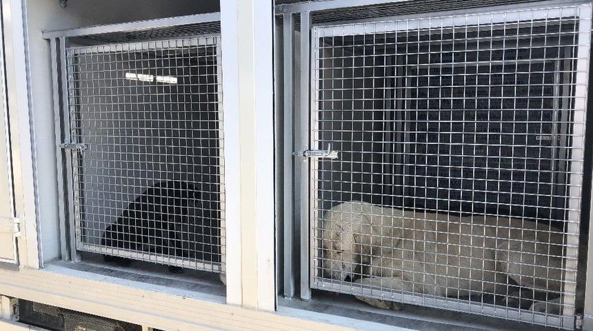 Tekin, "sağlık Sorunlarıyla Boğuşup Acı Bir Şekilde Hayatlarını Kaybetmekteler"