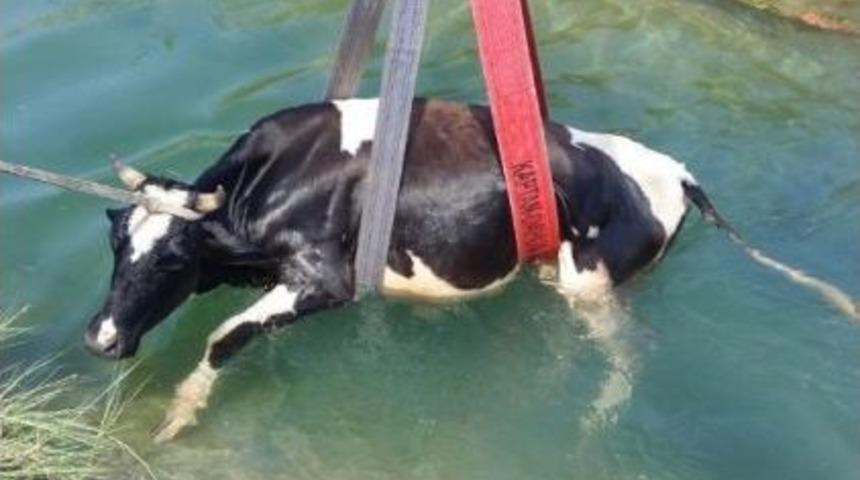 Adana&rsquo;da Sulama Kanalına D&uuml;şen İnek Kurtarıldı