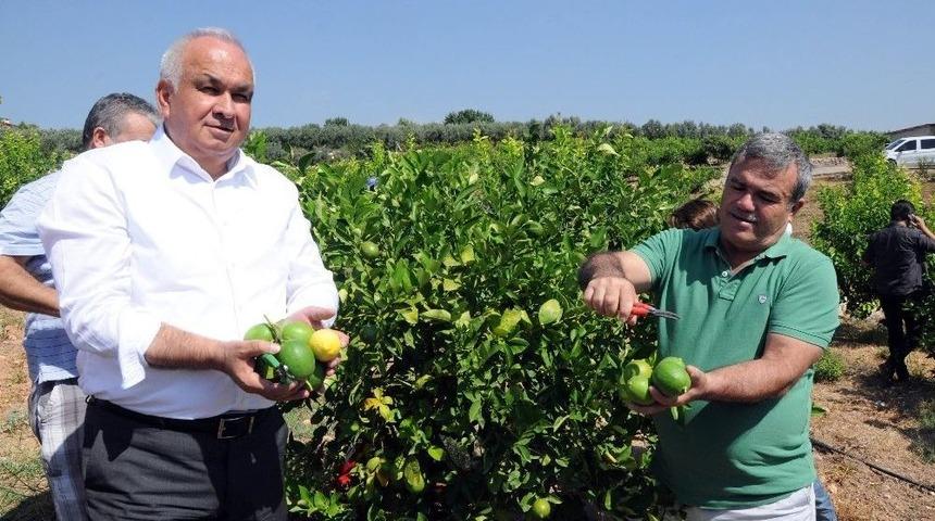 Başkandan Cezeryeli İhracatlık Limon Kesimi
