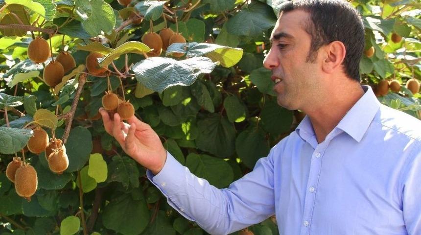 Bing&ouml;l&rsquo;de Kimsenin İnanmadığı Kiviyi O Yetiştirdi