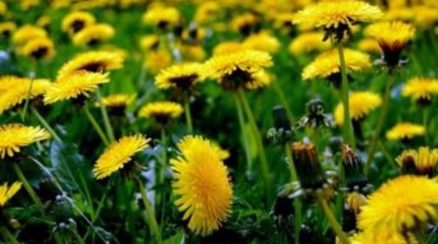 Safra Kesesi Taşından Ameliyatsız Kurtulun