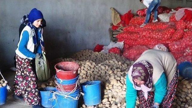 Sandıklı’da Patates Üreticisinin Yüzü Gülüyor