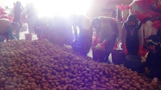 Sandıklı’da Patates Üreticisinin Yüzü Gülüyor