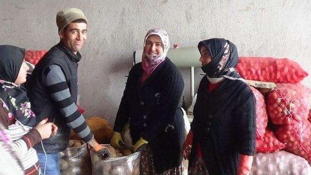 Sandıklı’da Patates Üreticisinin Yüzü Gülüyor