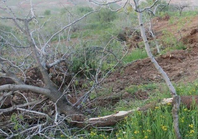 Bağ Sahipleri Hayvan Sürülerinden Şikayetçi