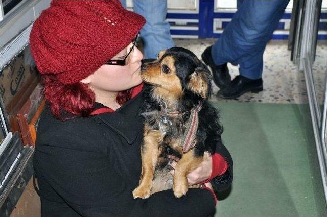 Kedi Ve Köpeğin Dostluğu Görenleri Şaşırtıyor