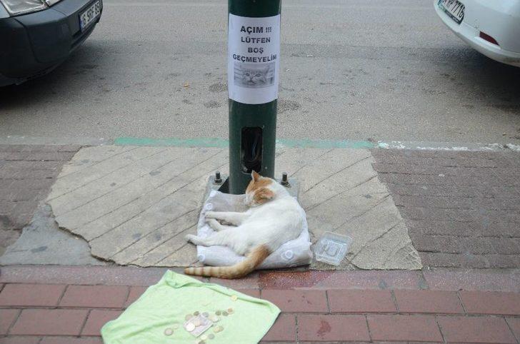(özel Haber) Mama İçin Dilenen Kedi Fenomen Oldu G2
