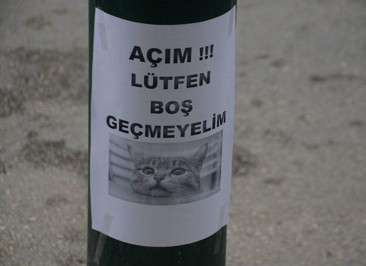 (özel Haber) Mama İçin Dilenen Kedi Fenomen Oldu G3