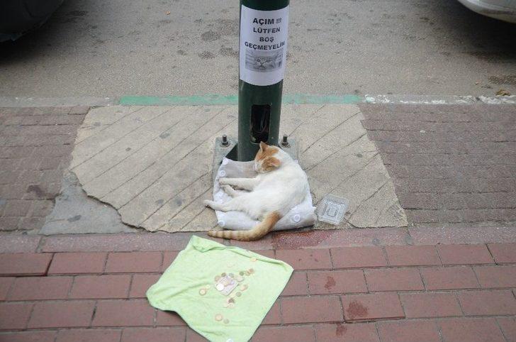 (özel Haber) Mama İçin Dilenen Kedi Fenomen Oldu G4