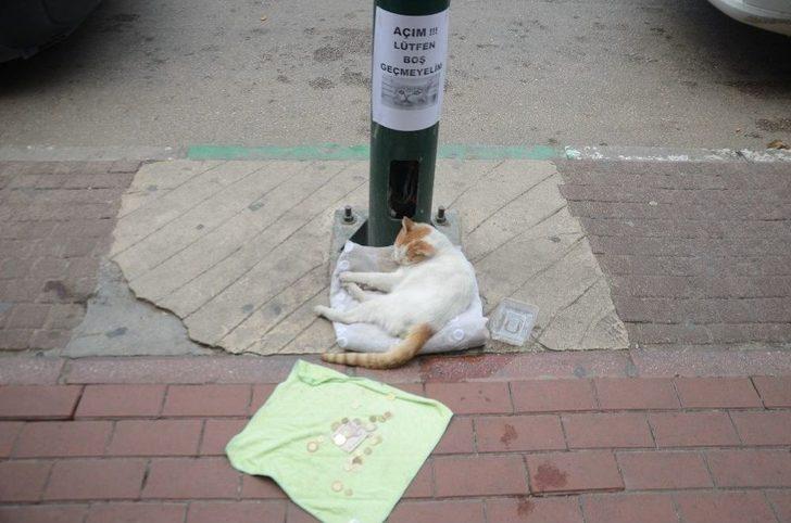 (özel Haber) Mama İçin Dilenen Kedi Fenomen Oldu G5