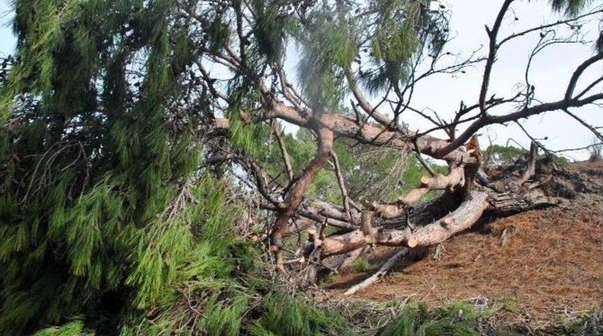 Antalya&rsquo;da Hortum Ağa&ccedil;ları K&ouml;k&uuml;nden S&ouml;kt&uuml;