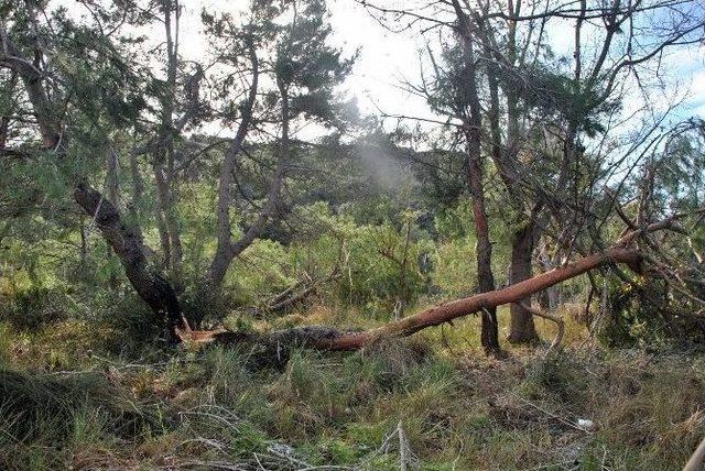 Antalya’da Hortum Ağaçları Kökünden Söktü