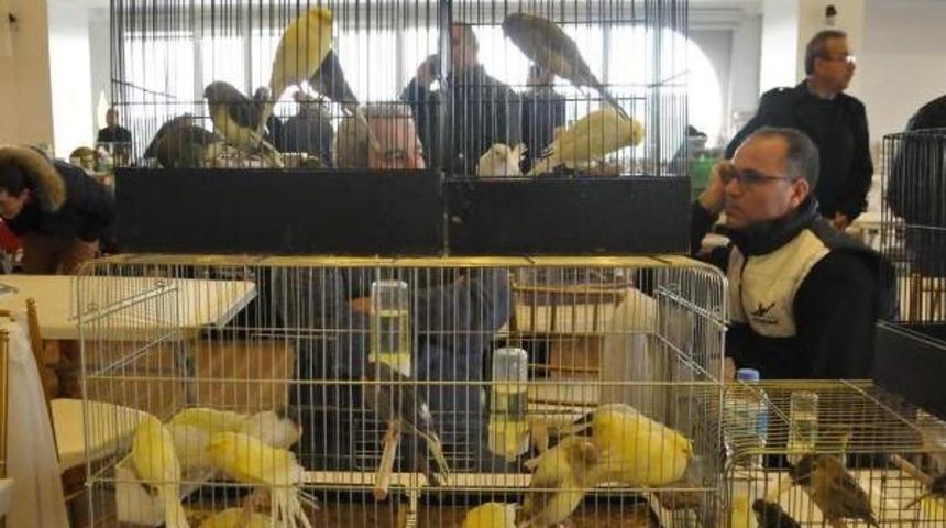 Kanarya Tutkunları Uşak'ta Buluştu