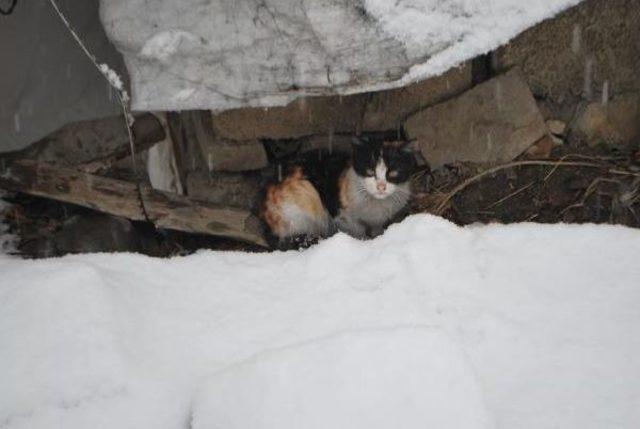 Hakkari'de Kar Çocukları Sevindirdi