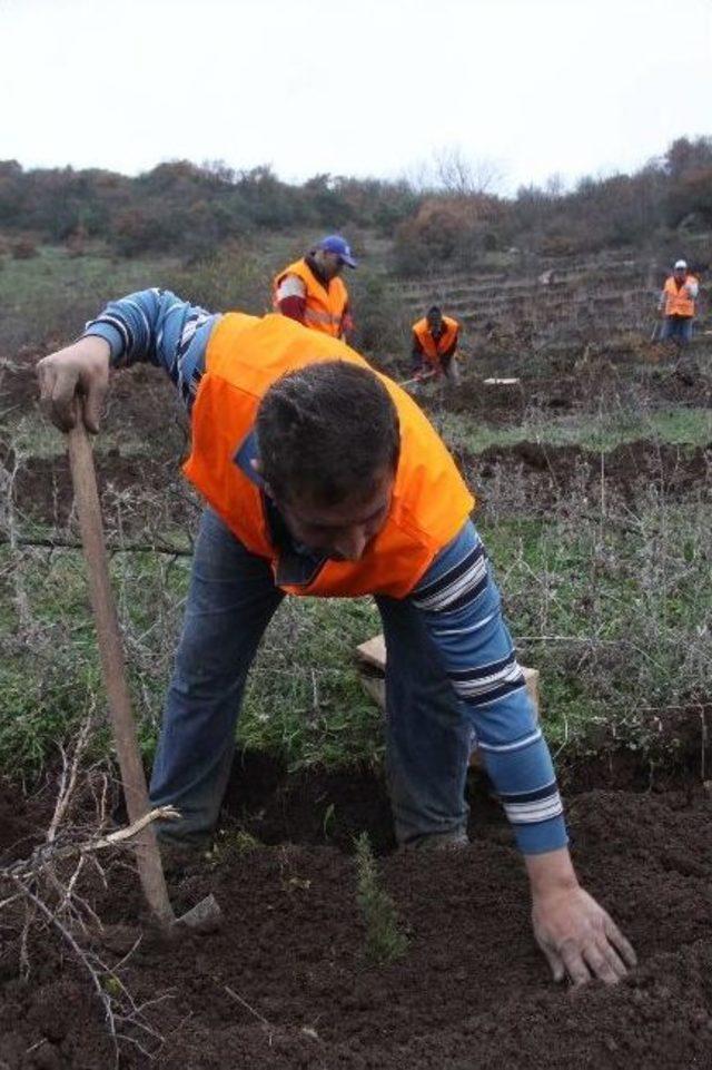 Orman İşletmesinden 2014&rsquo;de 49 Bin Fidan 1