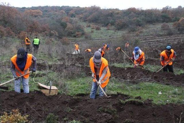 Orman İşletmesinden 2014&rsquo;de 49 Bin Fidan 2