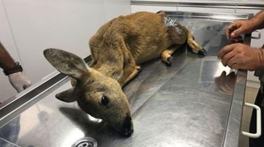 Yaralanan Yavru Karaca Tedavi Altına Alındı