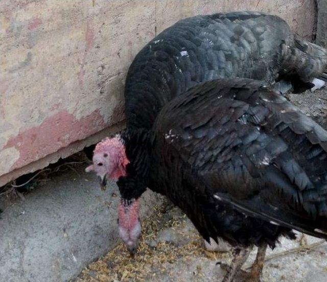 Yılbaşı Hindileri Piyasaya Çıktı 1