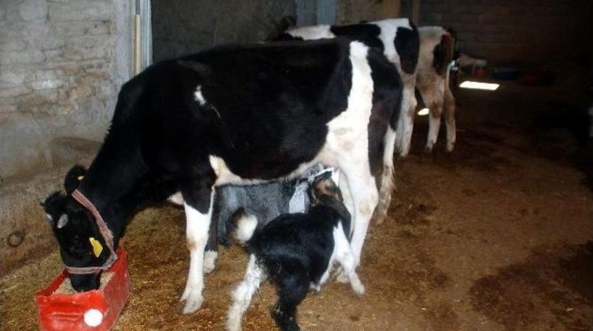 İnek, Ke&ccedil;ilere Annelik Yapıyor