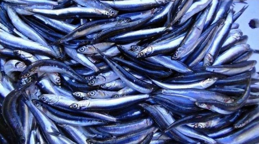 Yerli Hamsi G&ouml;r&uuml;c&uuml;ye &Ccedil;ıktı