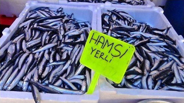 Yerli Hamsi Görücüye Çıktı