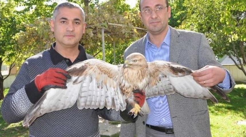 Yaralı Şahine Şefkat Eli