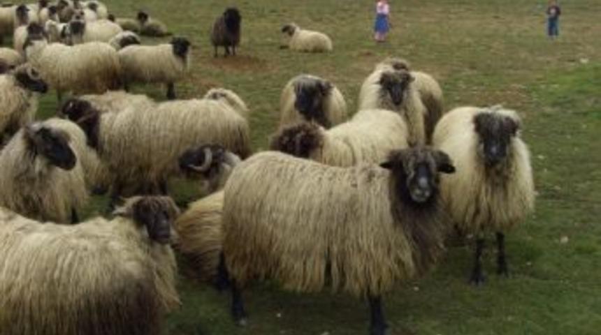 Ordu&rsquo;da Karayaka Koyun Irkına Destek