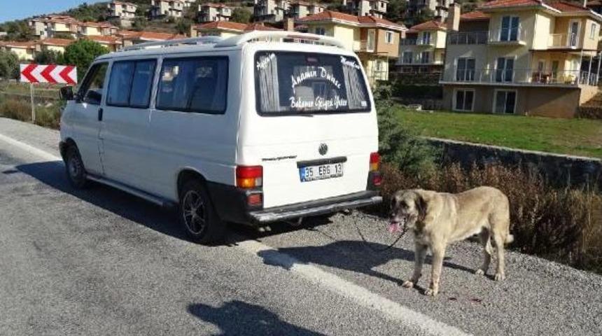 Kangal Cinsi K&ouml;peği Minib&uuml;s&uuml;n Arkasına Zincirleyip Kilometrelerce S&uuml;r&uuml;kledi