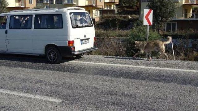 Kangal Cinsi Köpeği Minibüsün Arkasına Zincirleyip Kilometrelerce Sürükledi