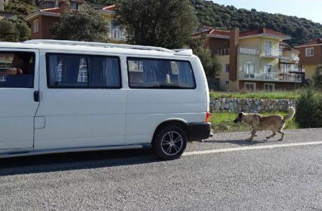 Kangal Cinsi Köpeği Minibüsün Arkasına Zincirleyip Kilometrelerce Sürükledi