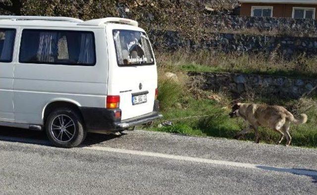 Kangal Cinsi Köpeği Minibüsün Arkasına Zincirleyip Kilometrelerce Sürükledi