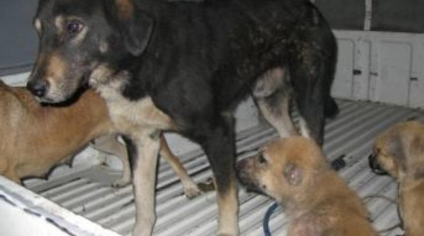 Belediyeden İlgin&ccedil; "başıboş K&ouml;pek" A&ccedil;ıklaması