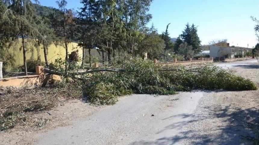 Altınoluk&rsquo;ta Okalipt&uuml;s Katilamı