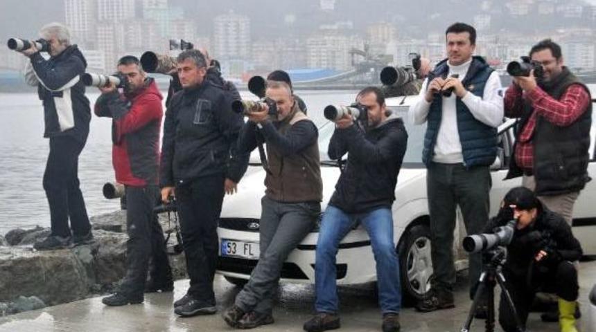 Kutup Martısı, T&uuml;rkiye&rsquo;De 140 Yıl Sonra İlk Kez G&ouml;r&uuml;ld&uuml;