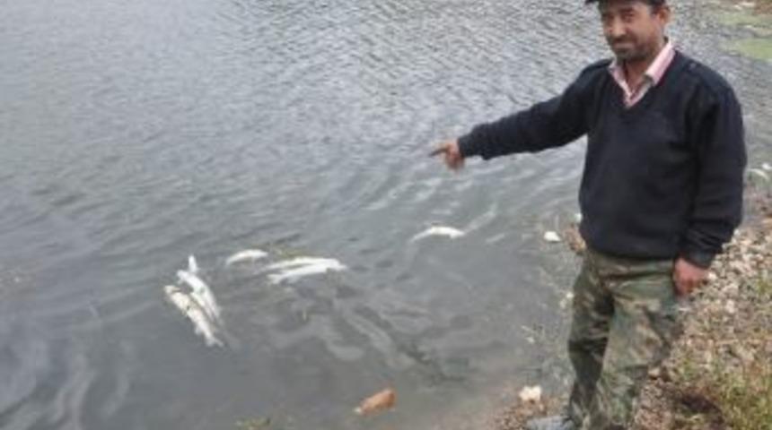 Kızılırmak&rsquo;ta Balık &Ouml;l&uuml;mleri