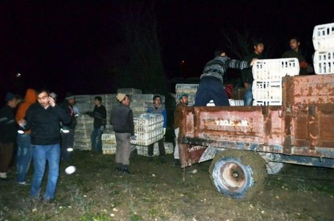 Kamyon Devrildi Y&uuml;zlerce Tavuk Telef Oldu