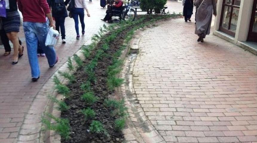 Sanat Sokağı Daha Yeşil Oldu