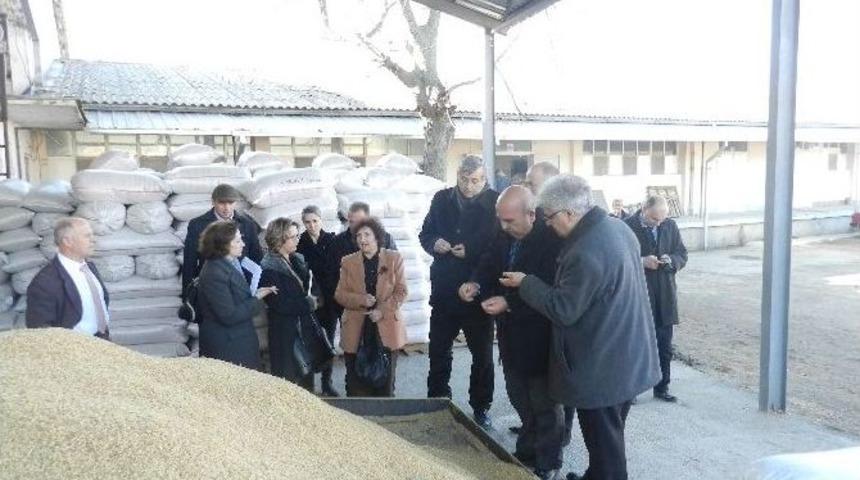 Makedonya Pirin&ccedil; Kalitesi Ve Veriminin Arttırılması Projesi