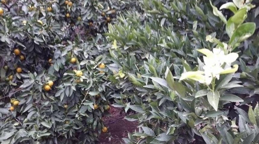 Havran&rsquo;da Portakal Ağa&ccedil;ları Sonbaharda &Ccedil;i&ccedil;ek A&ccedil;tı