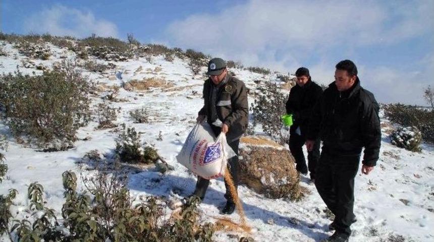 Orman Ve Su İşleri Bakanlığı, Kış Aylarında Yaban Hayvanlarına 515 Ton Yem Ve Yiyecek Bırakacak