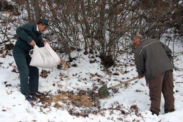 Orman Ve Su İşleri Bakanlığı, Kış Aylarında Yaban Hayvanlarına 515 Ton Yem Ve Yiyecek Bırakacak 1