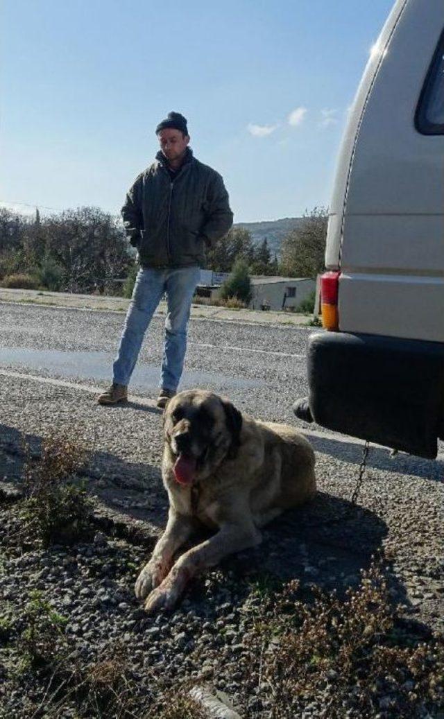 Kangala Zincirli Eziyet Yapan Sürücü Cezasız Kalmadı