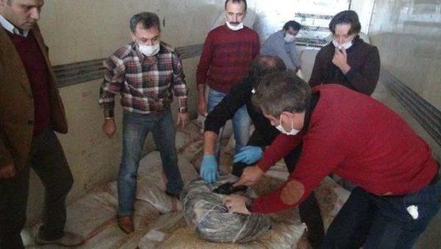 Saman Çuvallarından 115 Kilo Esrar Çıktı 3