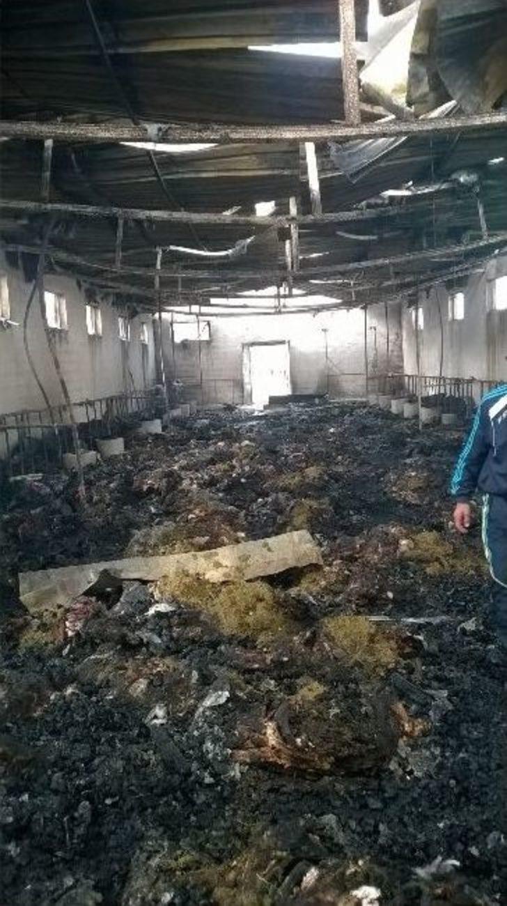 Kaçak Elektrik 230 Koyunu Yaktı G4