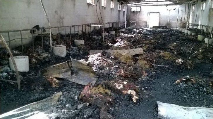 Kaçak Elektrik 230 Koyunu Yaktı G1