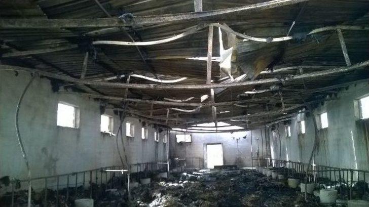 Kaçak Elektrik 230 Koyunu Yaktı G2