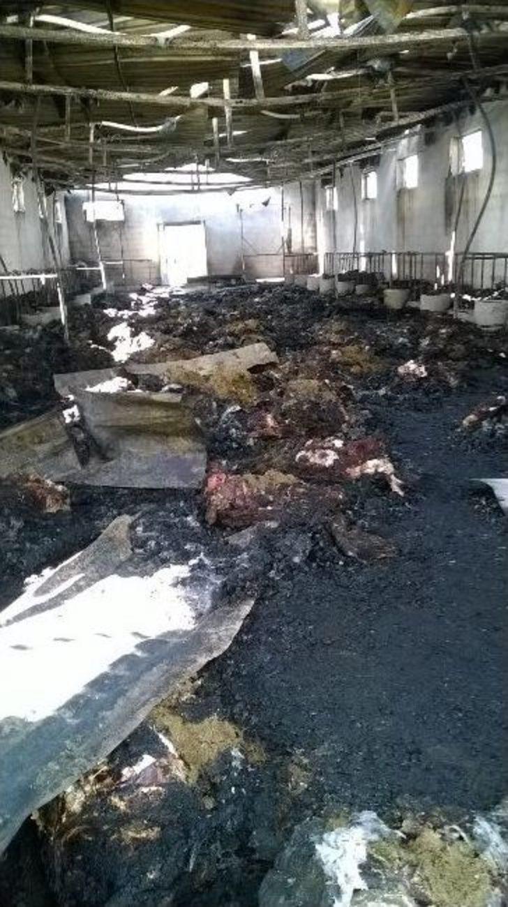 Kaçak Elektrik 230 Koyunu Yaktı G3