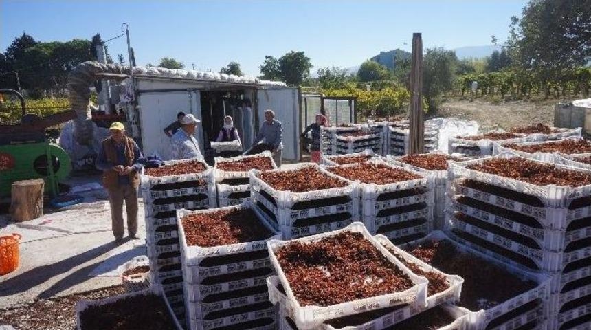 Sarıg&ouml;l &Uuml;z&uuml;m Kurutma Tesisi İstiyor